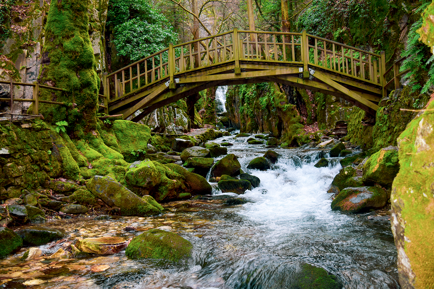 Wooden Bridge in the Forest